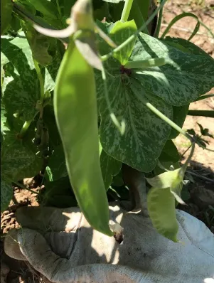 BISALTOS+FRUTO-1920w