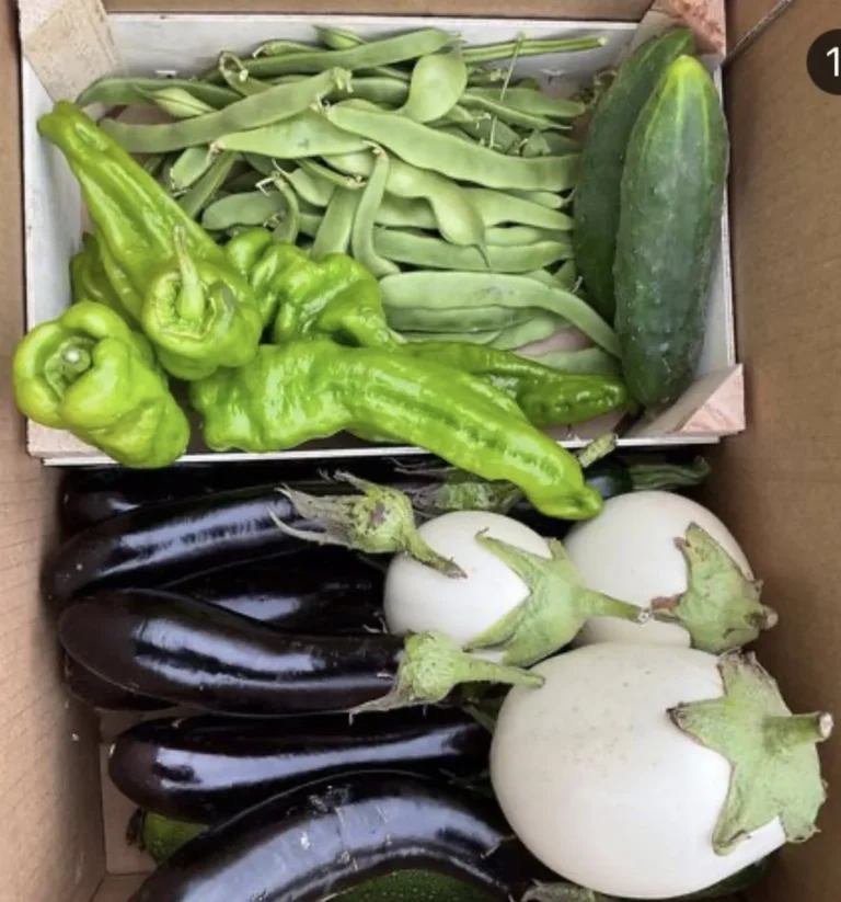 JUDIAS-VERDES-1920w (1)